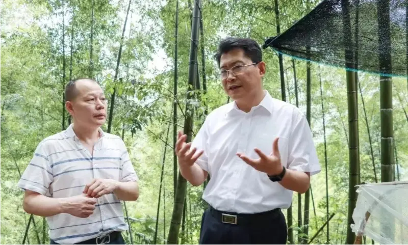 Liu Shuo, Pingxiangin kaupunginpuolueen komitean sihteeri, tarkastaa Anoectochilus-istutusalustan