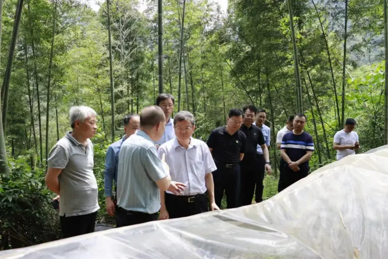 Liu Shuren, kansallisen metsä- ja niittyhallinnon kehitys- ja uudistusosaston johtaja, tutkii Anxin Shibawan Anoectochilus -istutuspohjaa